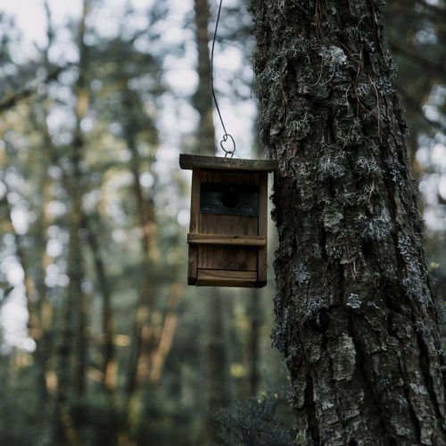 close-up-wooden-bird-feeder-tree-trunk